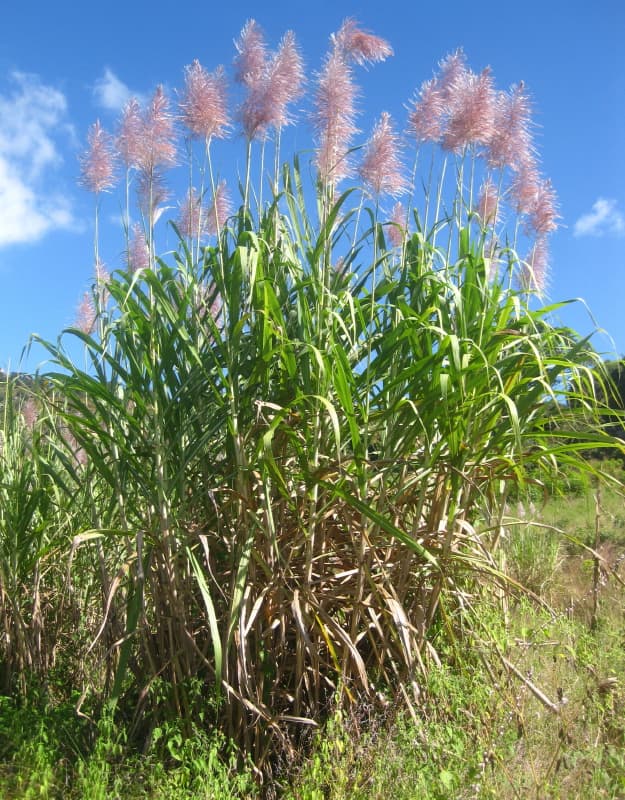 Sugar Cane