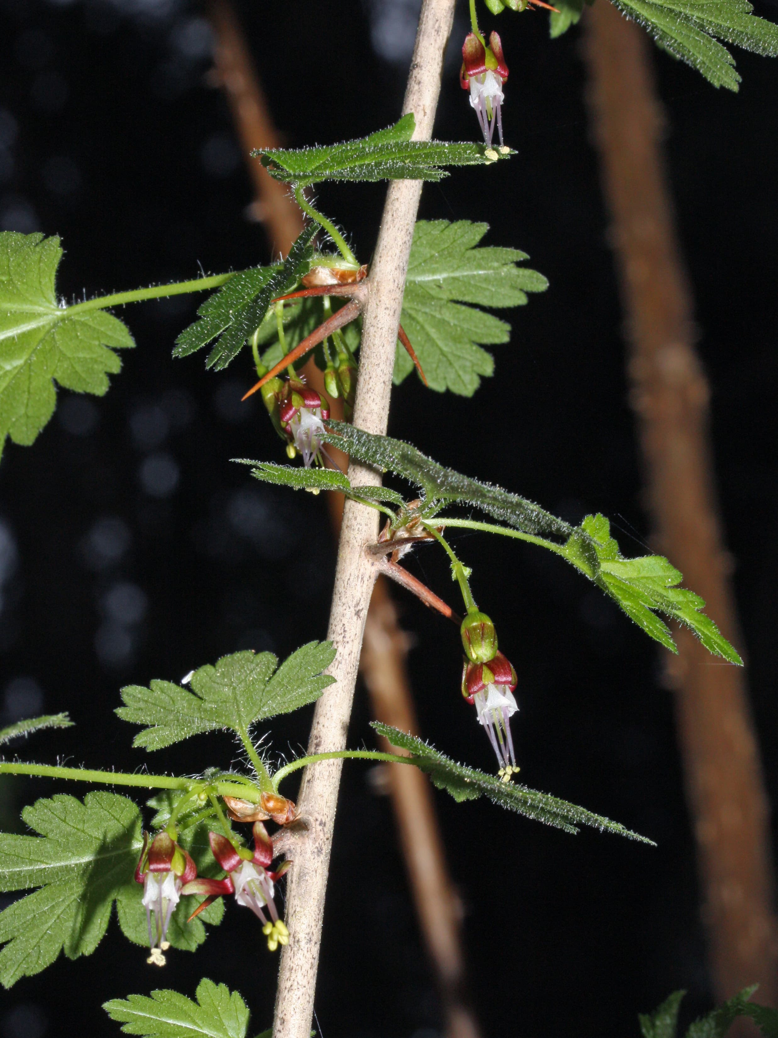 Currant