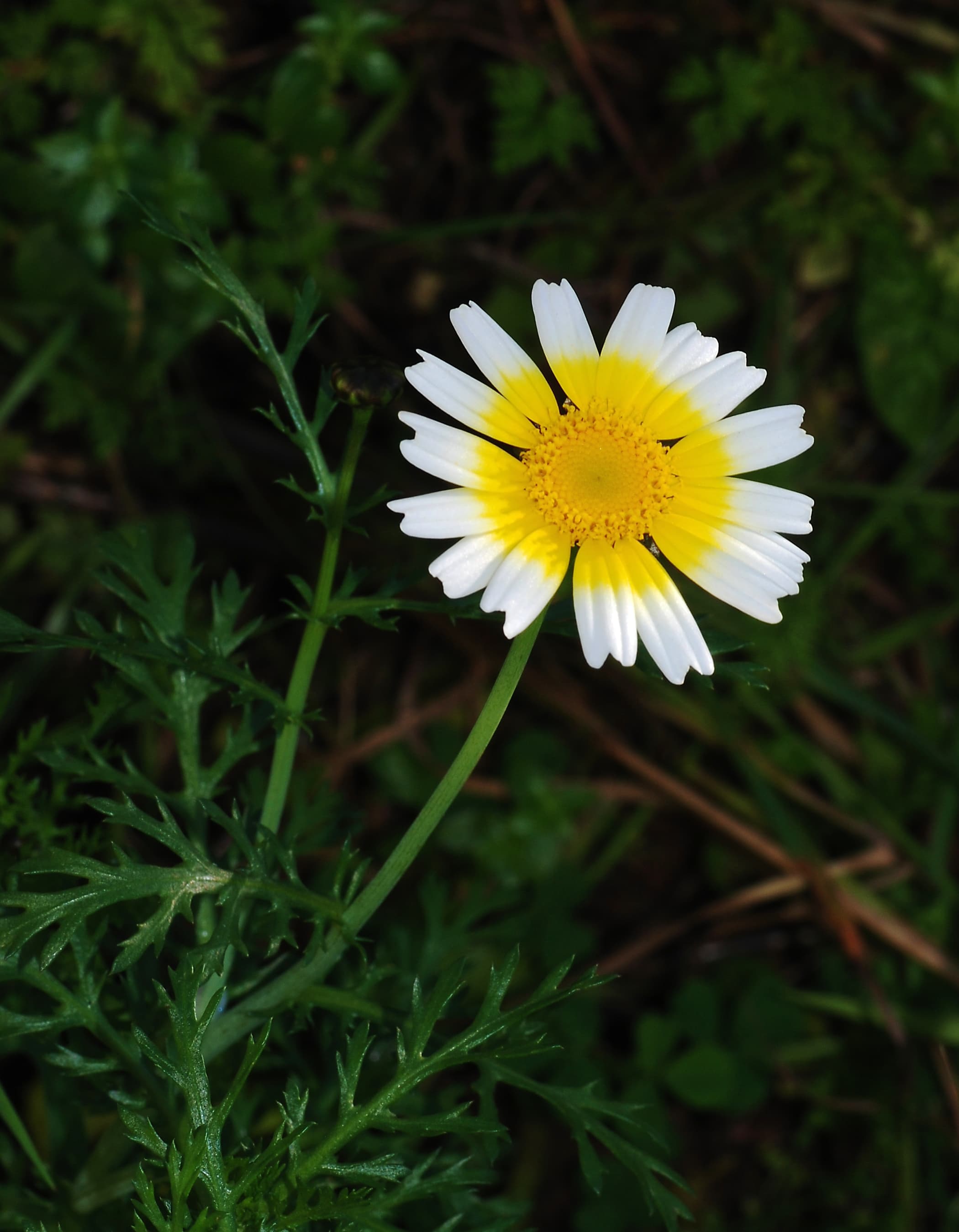 Chrysanthemum Greens