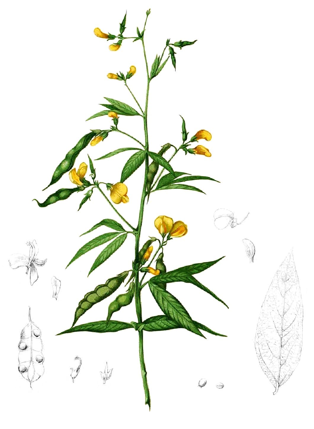 Gandules (Pigeon Pea)
