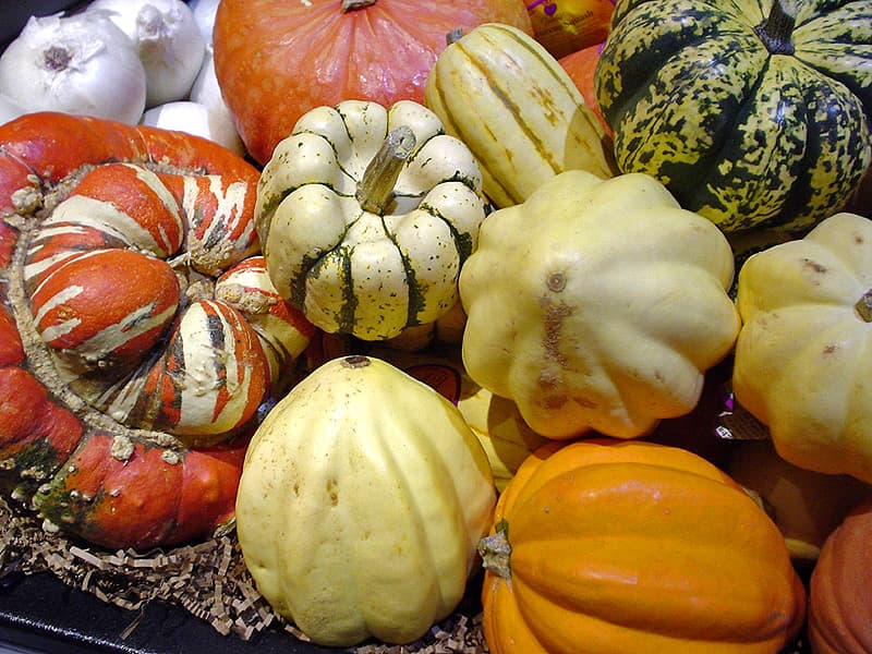 Squash