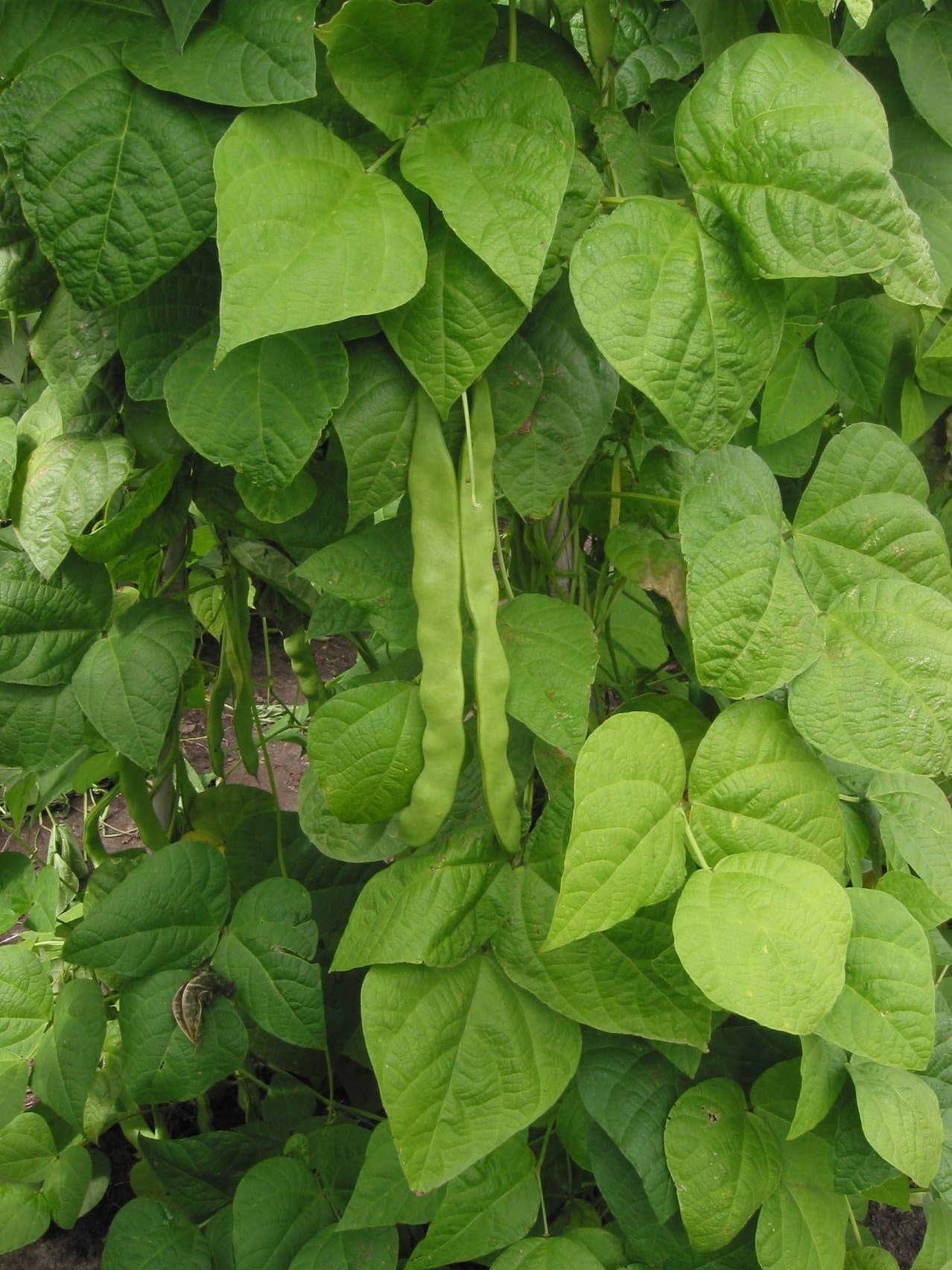 Pole Bean