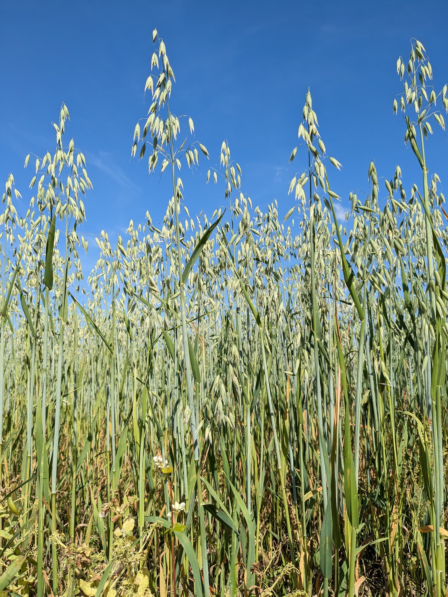 Oats