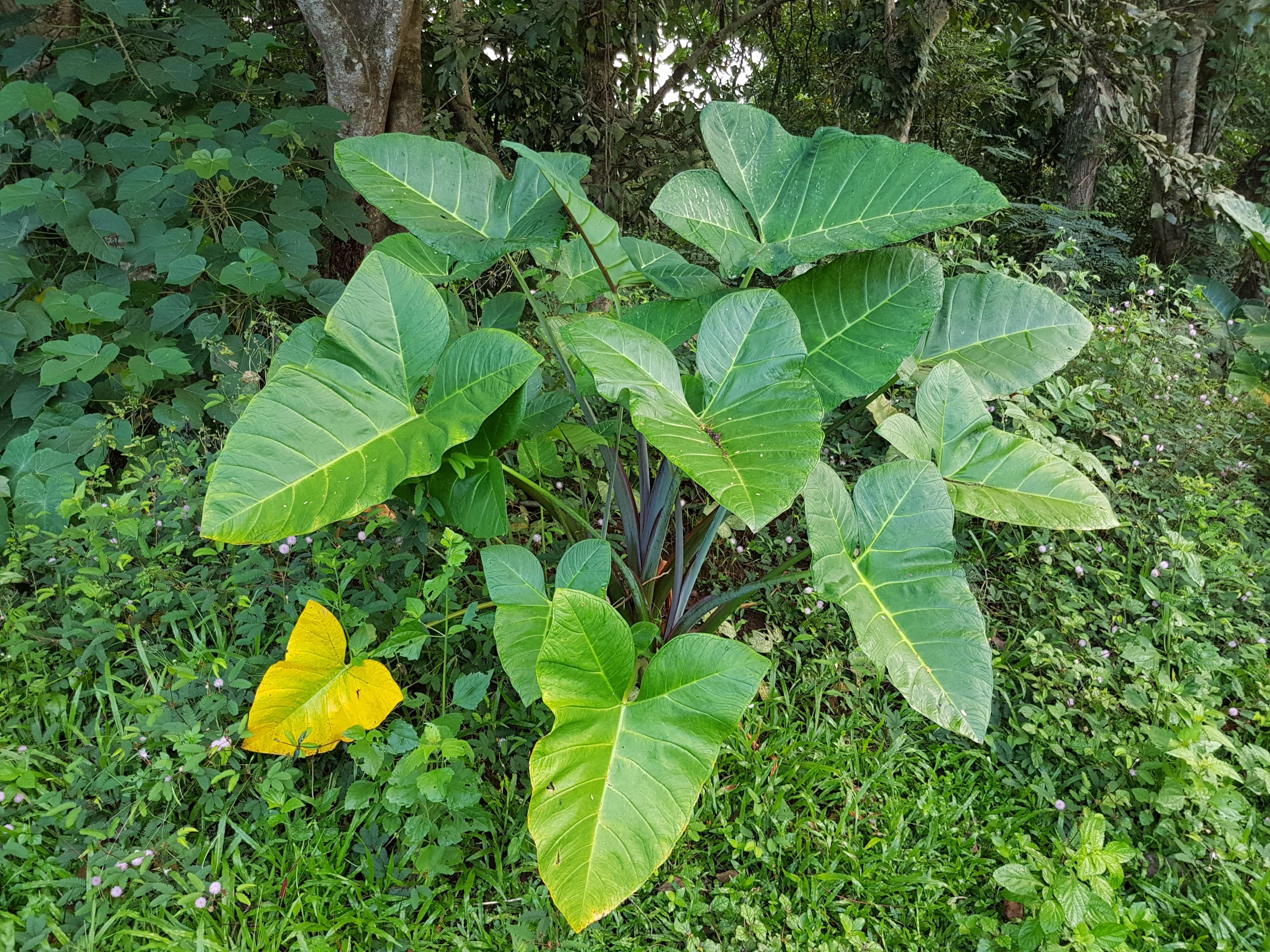 Yautía