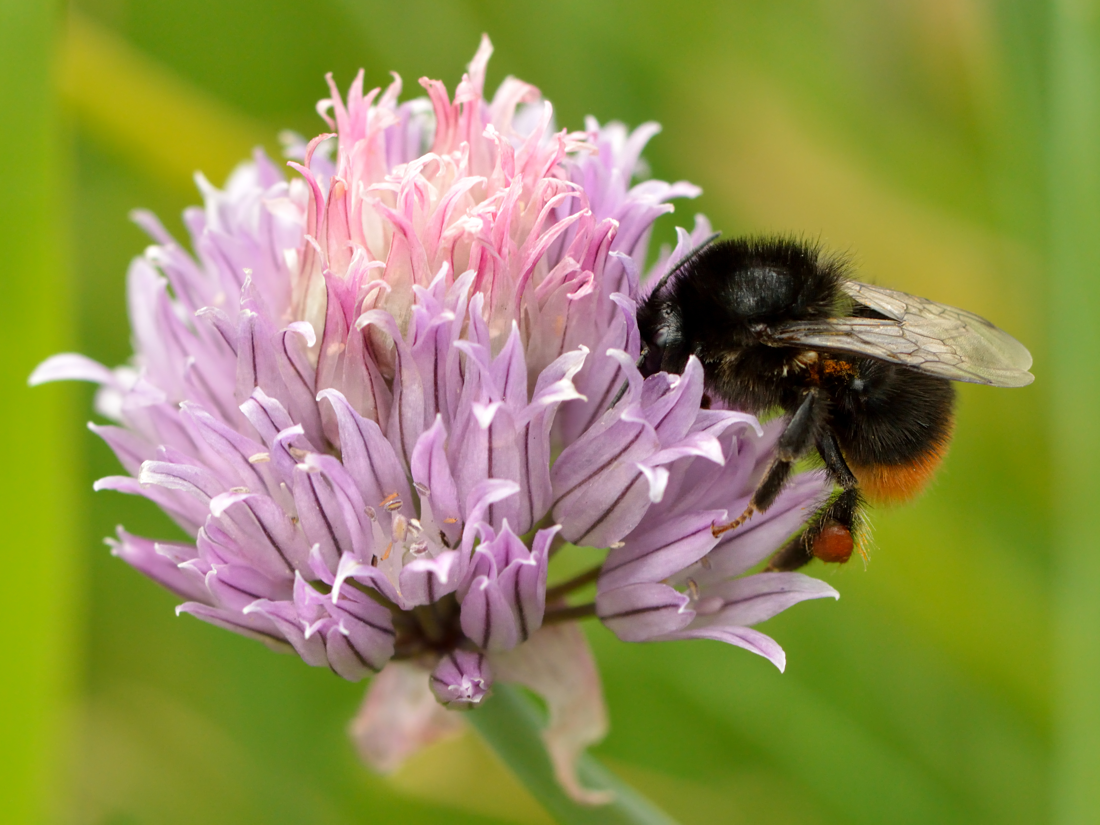 Chive