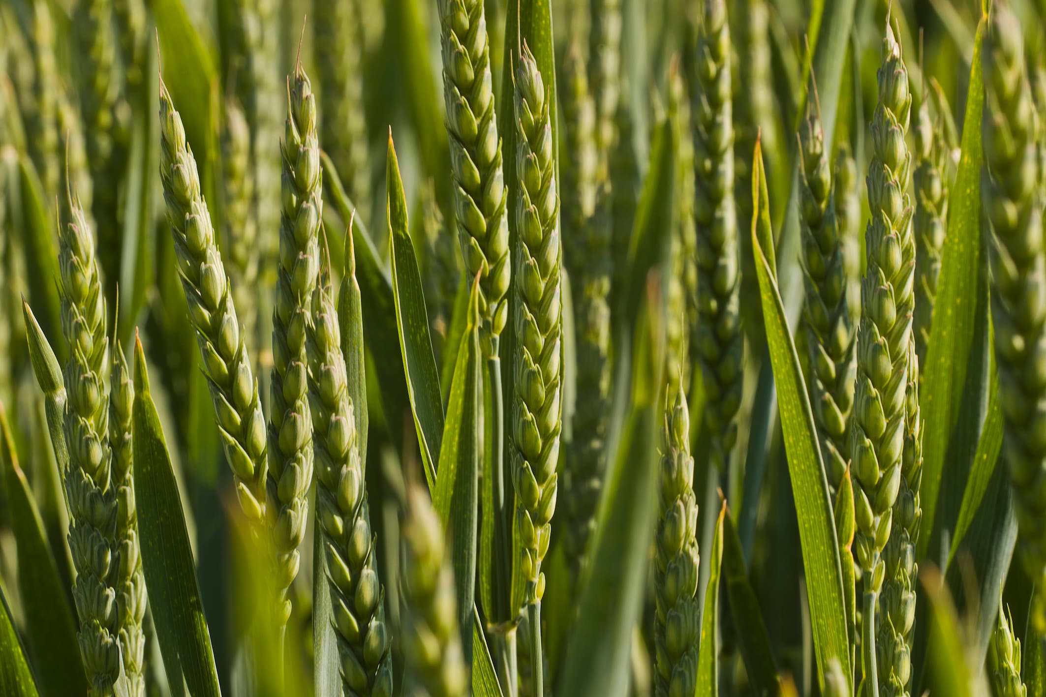 Wheat