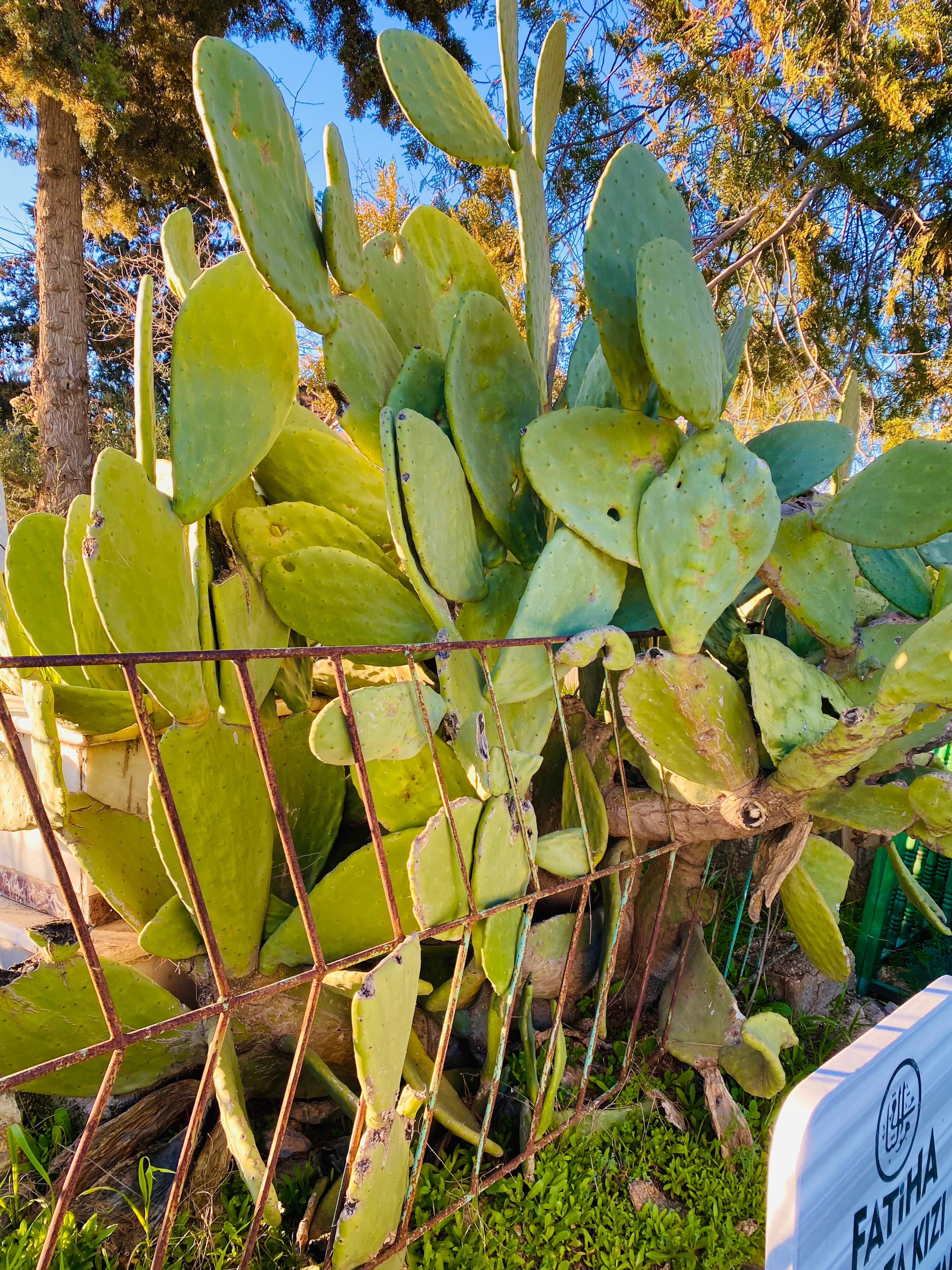 Nopales